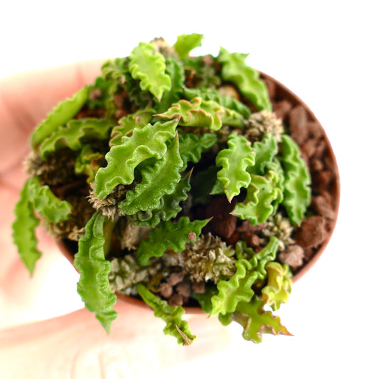 Euphorbia decaryi KS