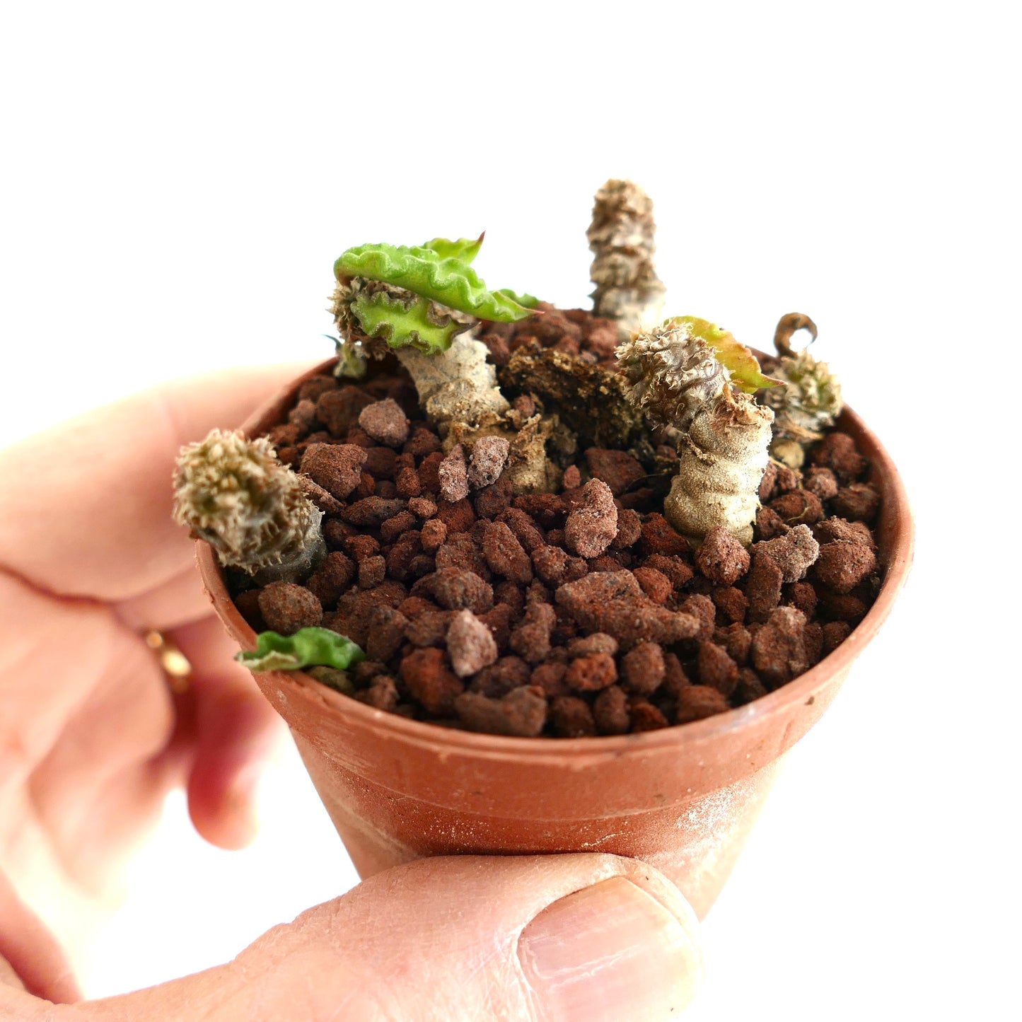 Euphorbia decaryi M9S