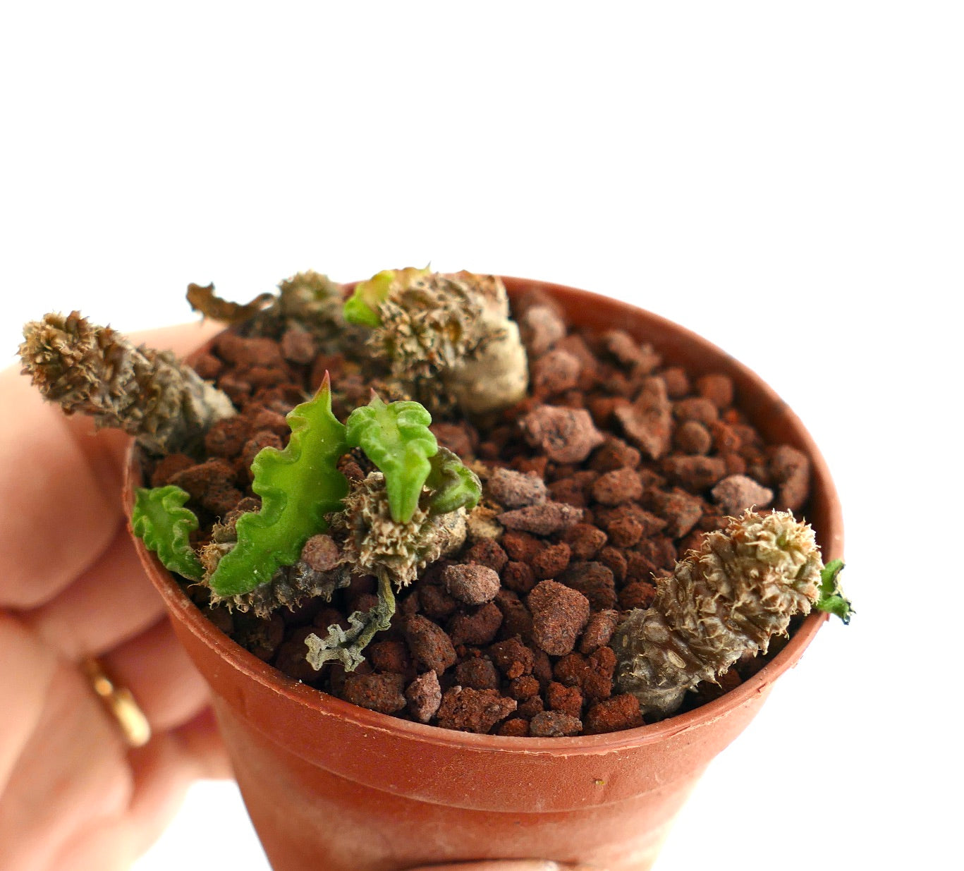 Euphorbia decaryi M9S