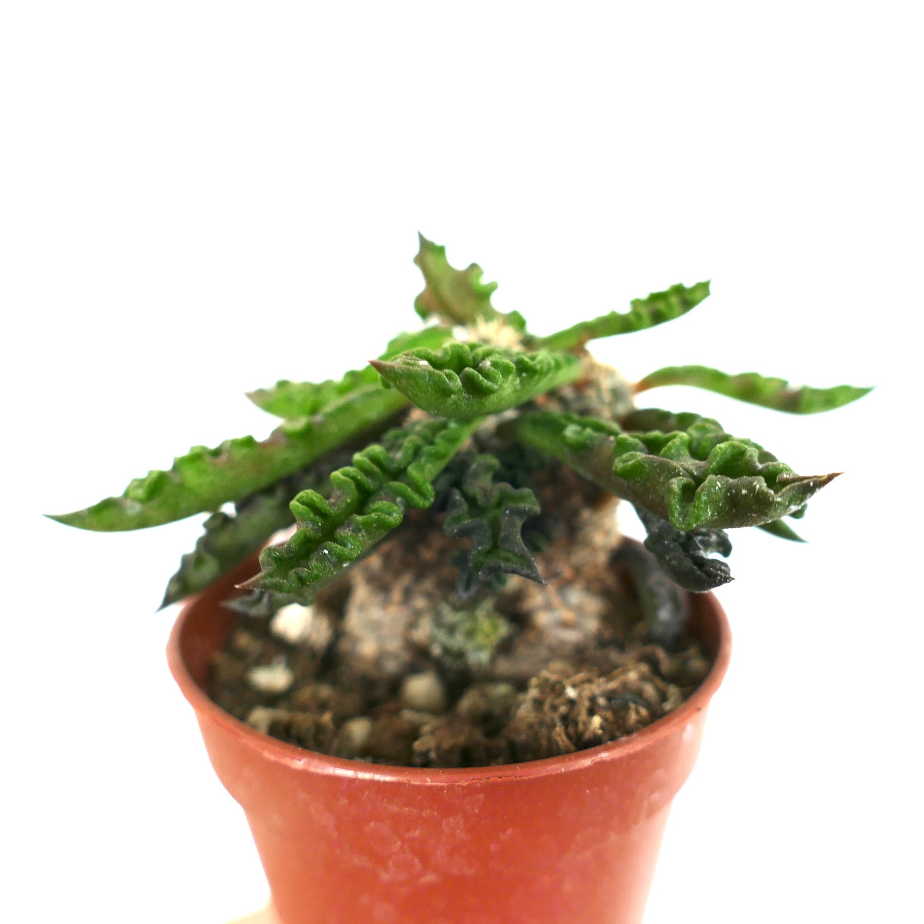 Euphorbia decaryi succulenta con foglie verdi rugose e caudice spesso in piccolo vaso