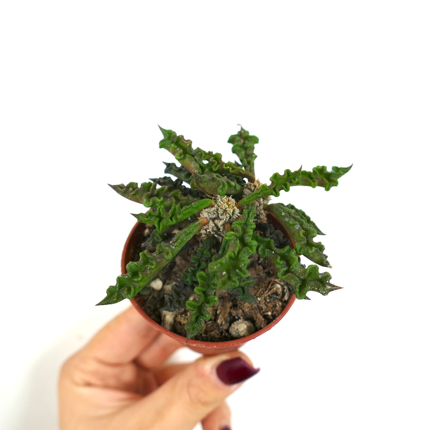 Euphorbia decaryi piccola succulenta con foglie verdi ondulate e crescita compatta