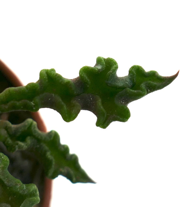 Euphorbia decaryi succulenta con foglie verdi ondulate e testurizzate e punte appuntite