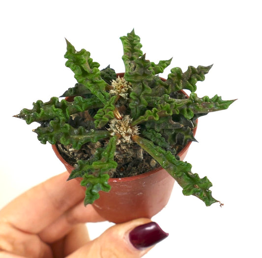 Euphorbia decaryi rare succulent with wavy textured green leaves in small pot
