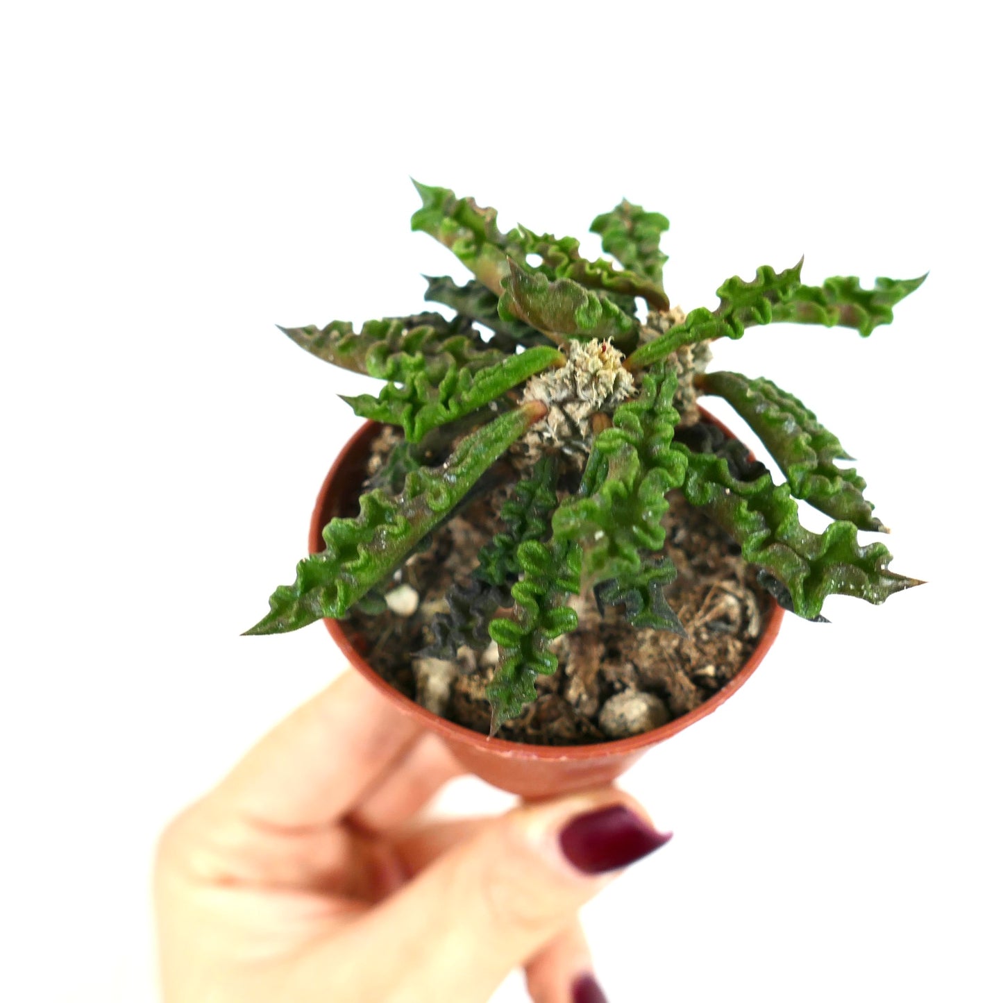 Euphorbia decaryi succulenta con foglie ondulate verde scuro e crescita compatta in vaso piccolo