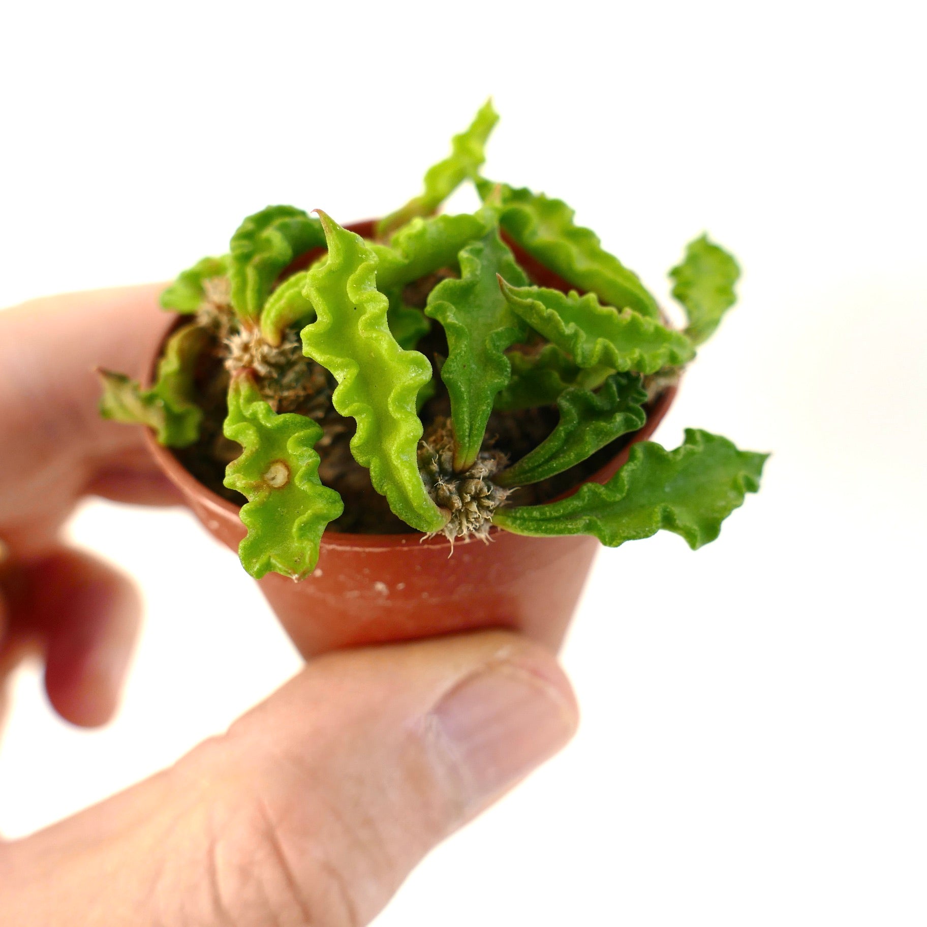 Euphorbia decaryi petite succulente aux feuilles vertes ondulées et croissance compacte en pot