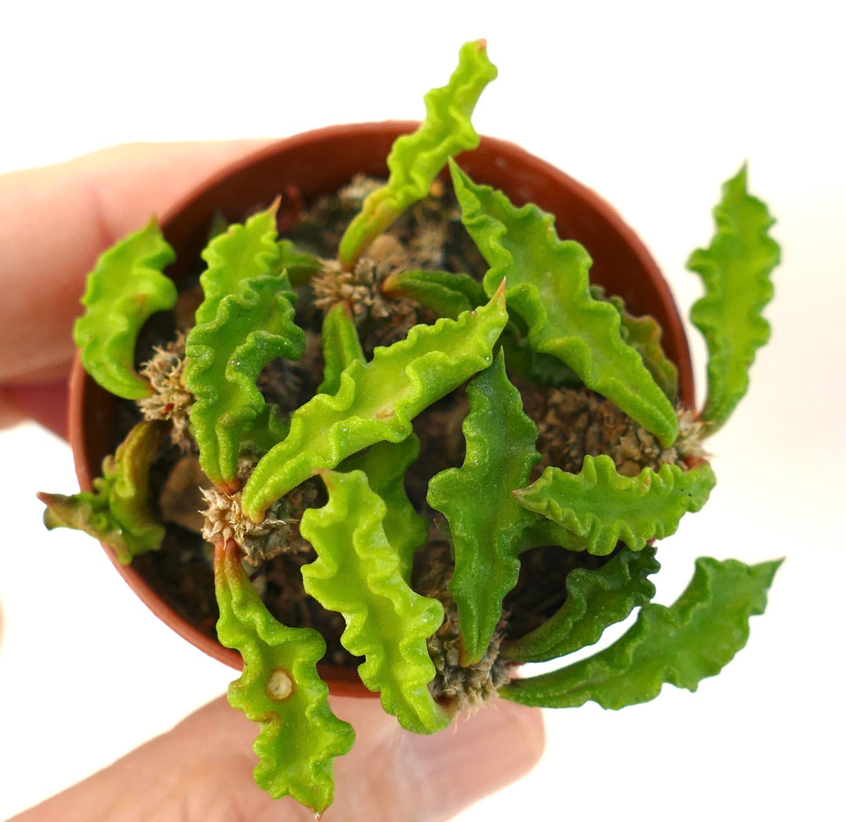 Euphorbia decaryi succulente aux feuilles ondulées vert vif et à la croissance compacte en petit pot