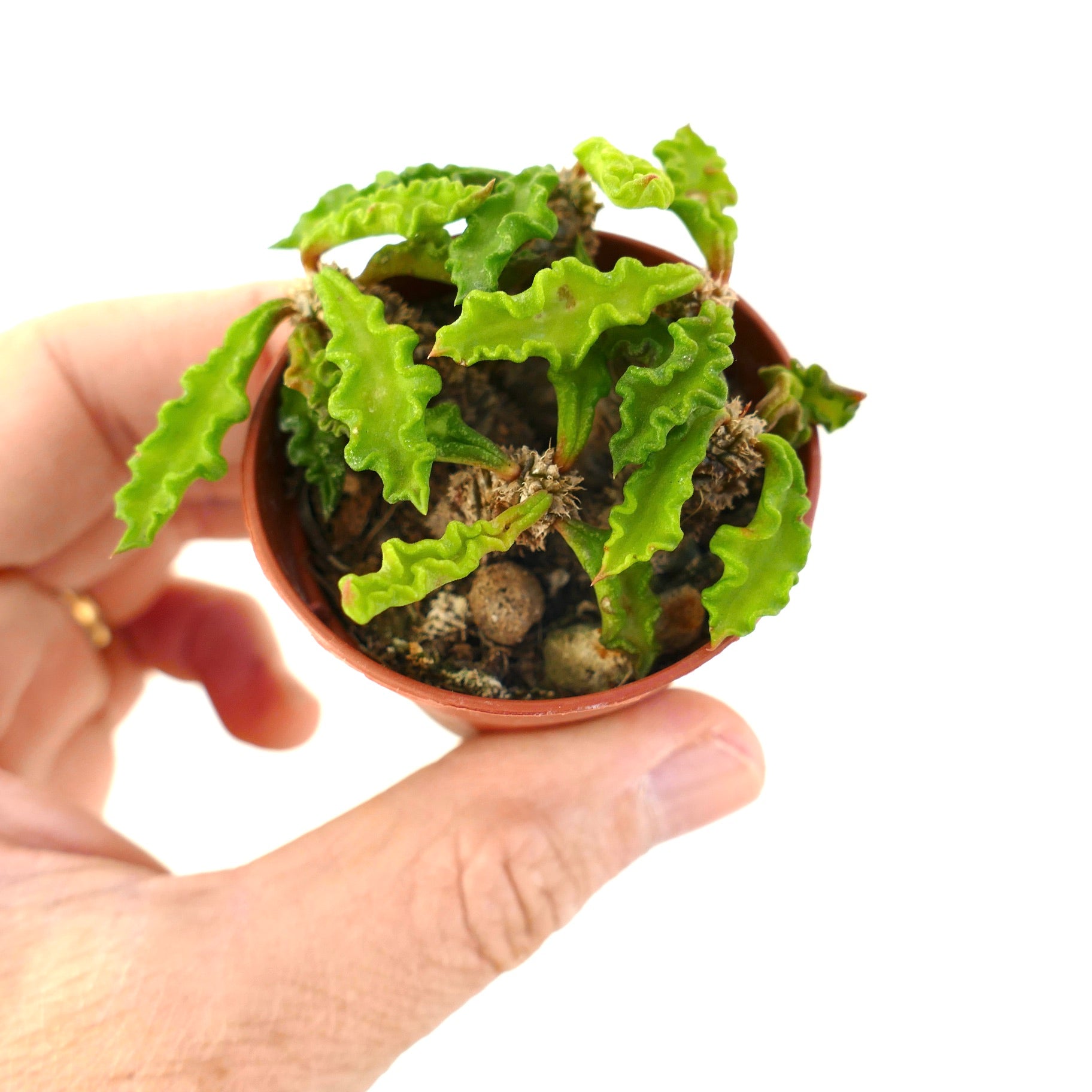 Euphorbia decaryi petite succulente avec des feuilles ondulées vert vif dans un pot tenu à la main