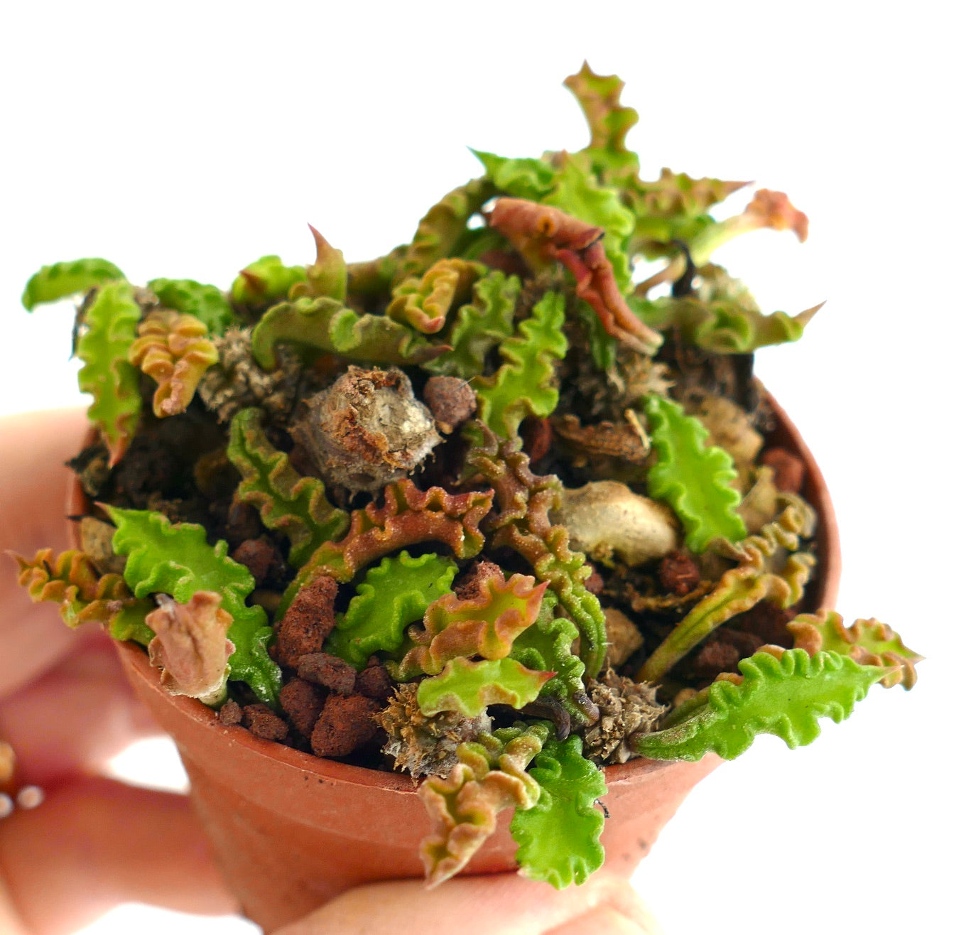 Euphorbia decaryi P6