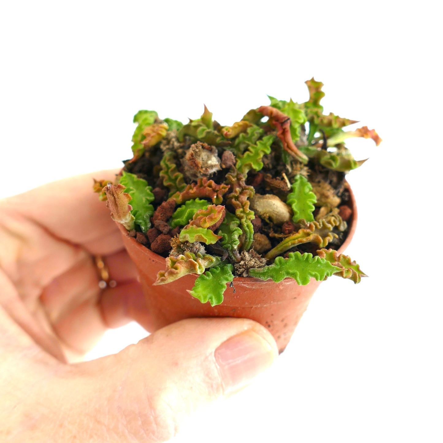 Euphorbia decaryi P6