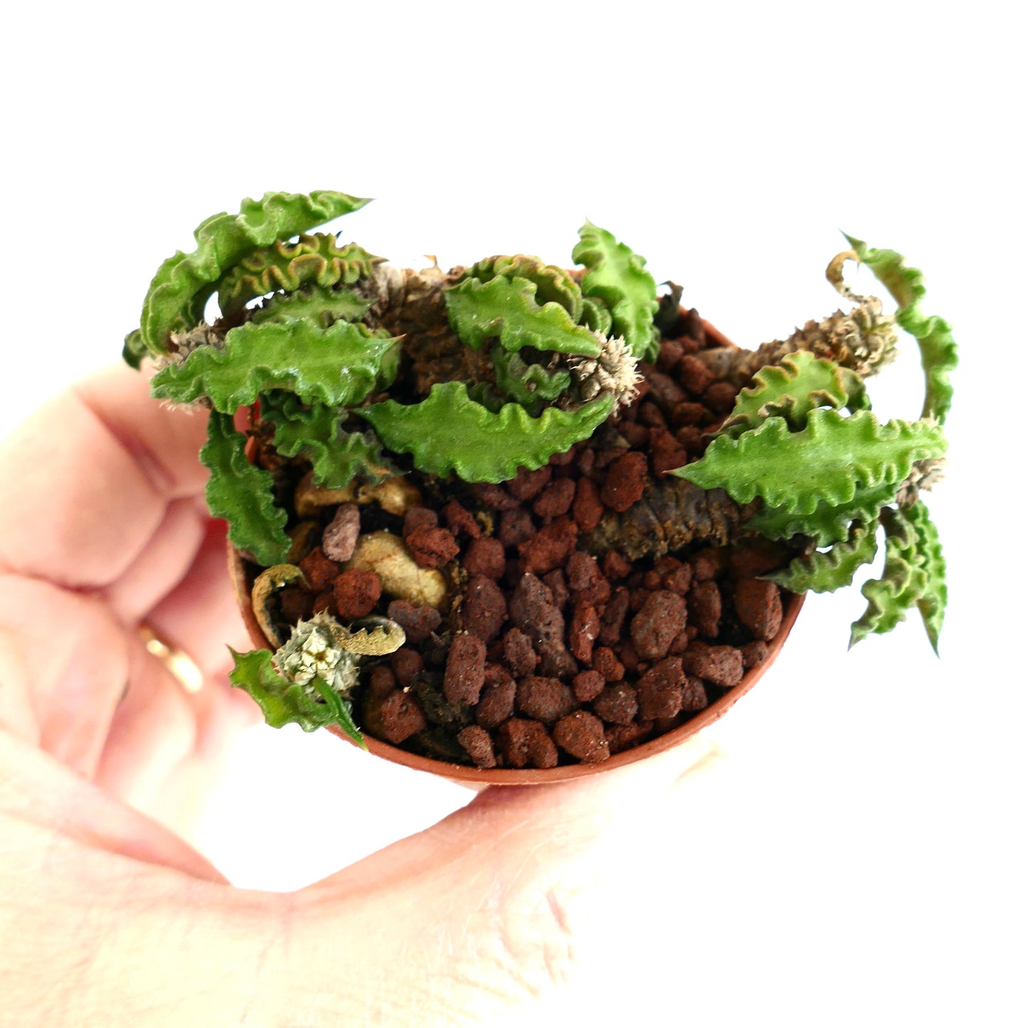 Euphorbia decaryi R19S