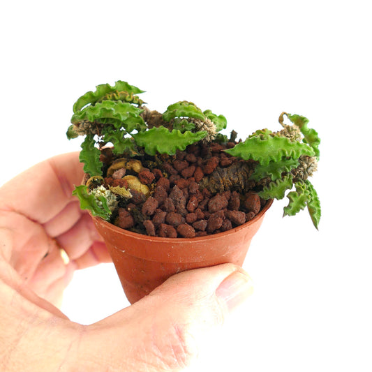 Euphorbia decaryi R19S