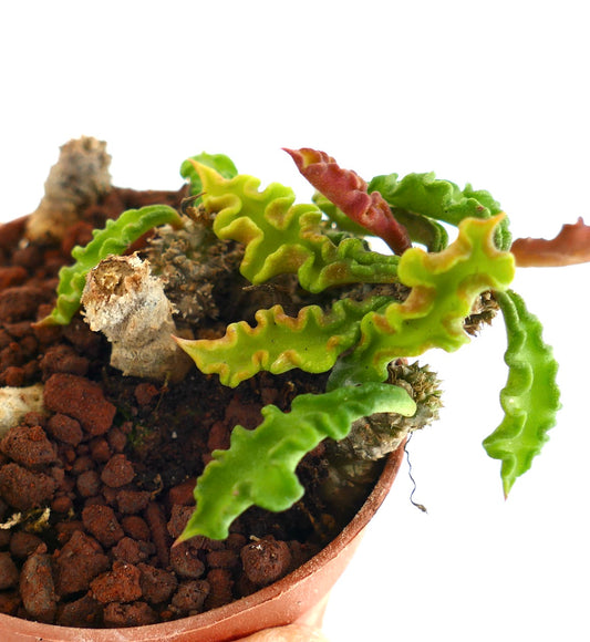 Euphorbia decaryi RAF2