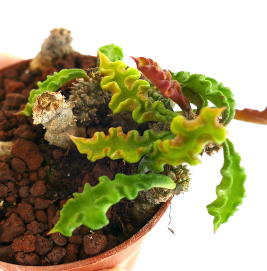 Euphorbia decaryi RAF2