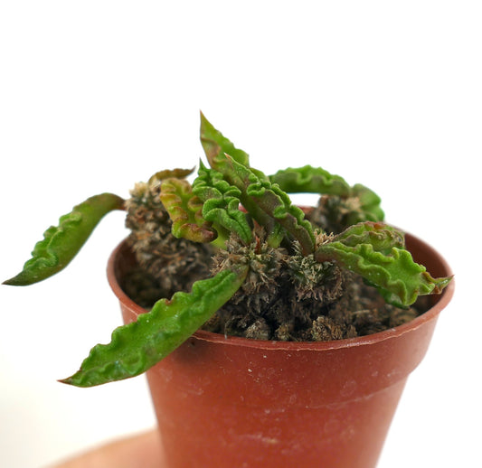 Euphorbia decaryi succulent plant with wrinkled green leaves and spiny textured stems in pot