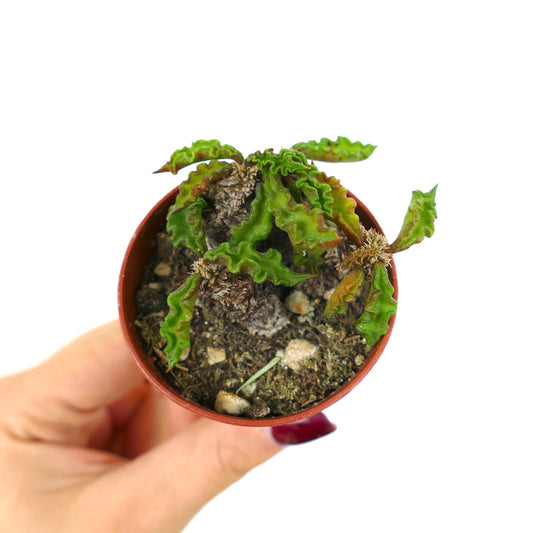 Euphorbia decaryi rare succulent with wavy green leaves and woody caudex in small pot