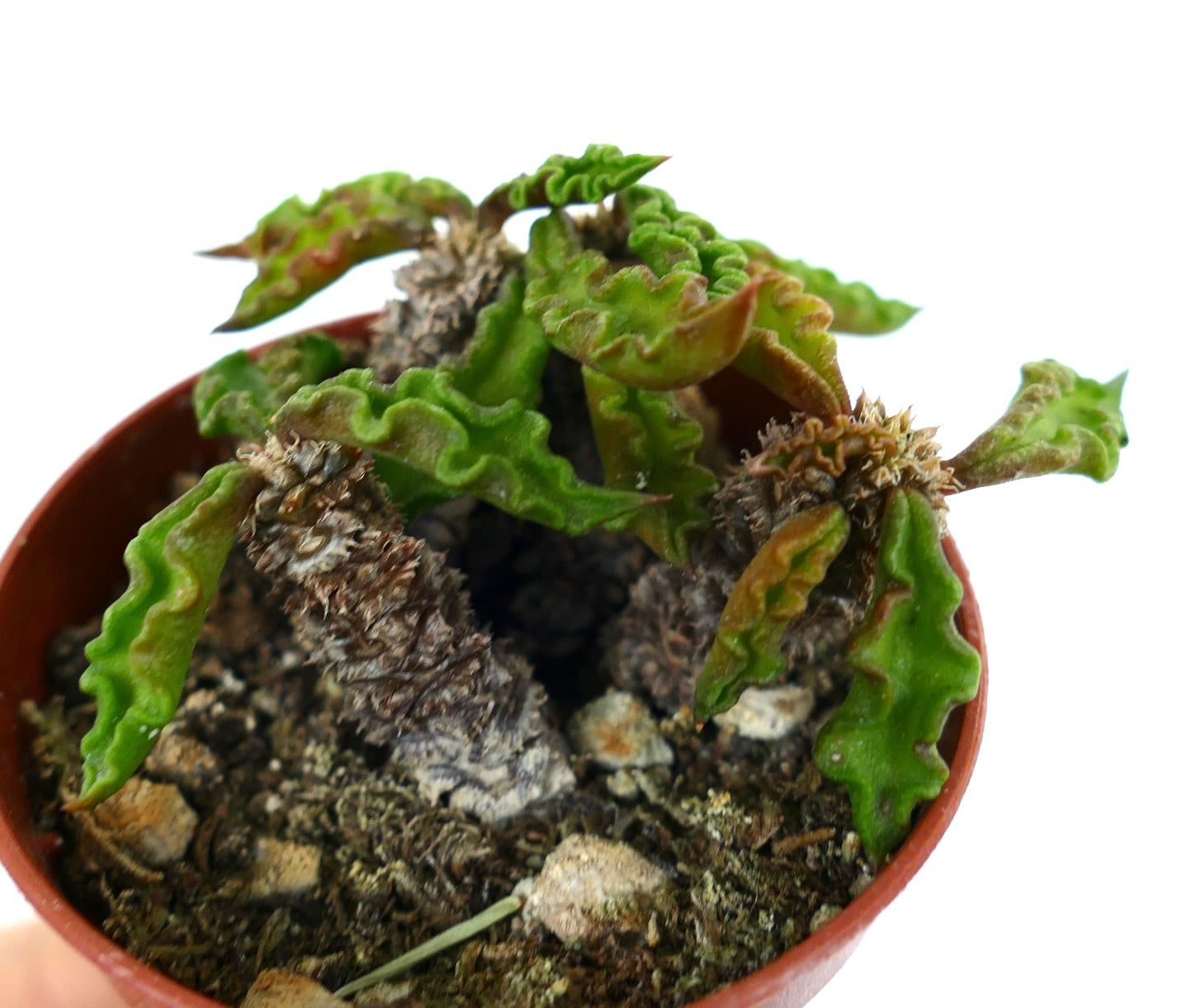 Euphorbia decaryi succulent with wrinkled green leaves and textured woody stems in pot