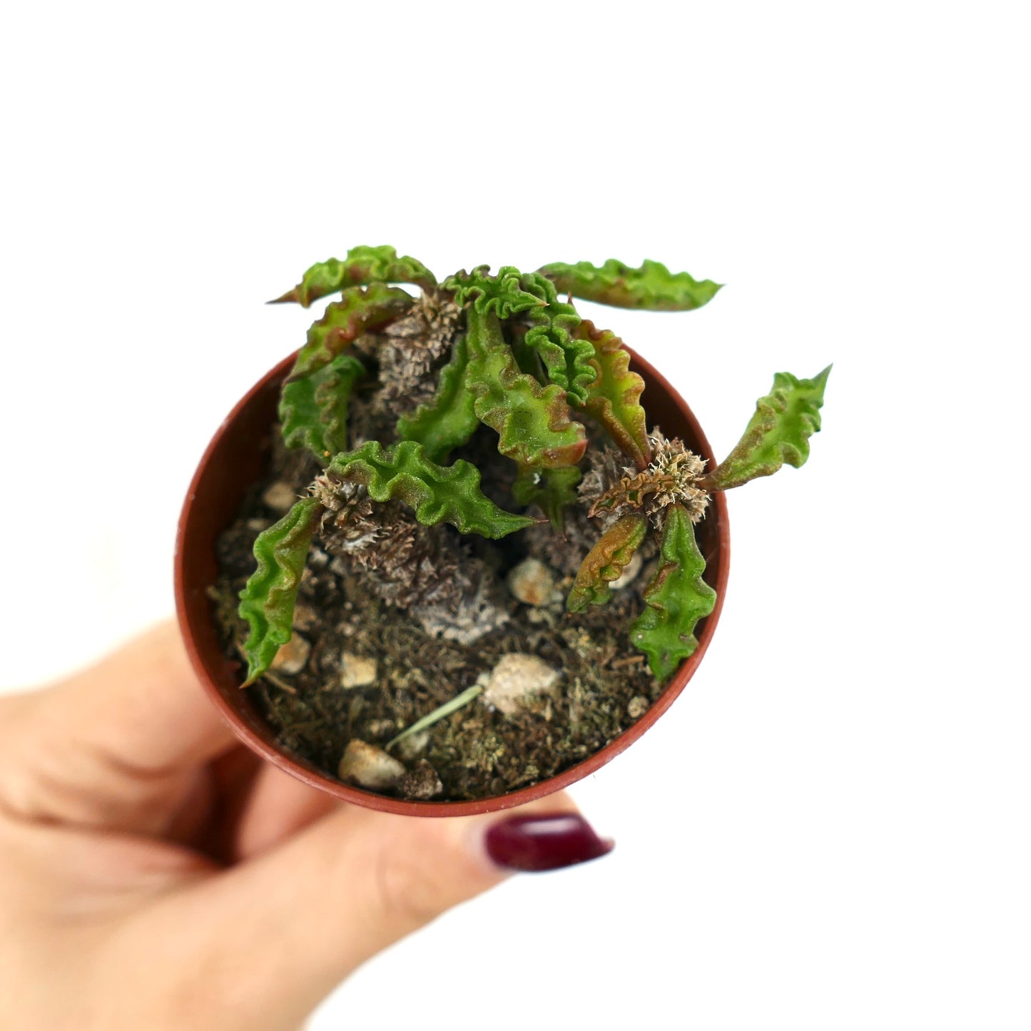 Euphorbia decaryi succulent with wavy green leaves and textured brown stem in small pot