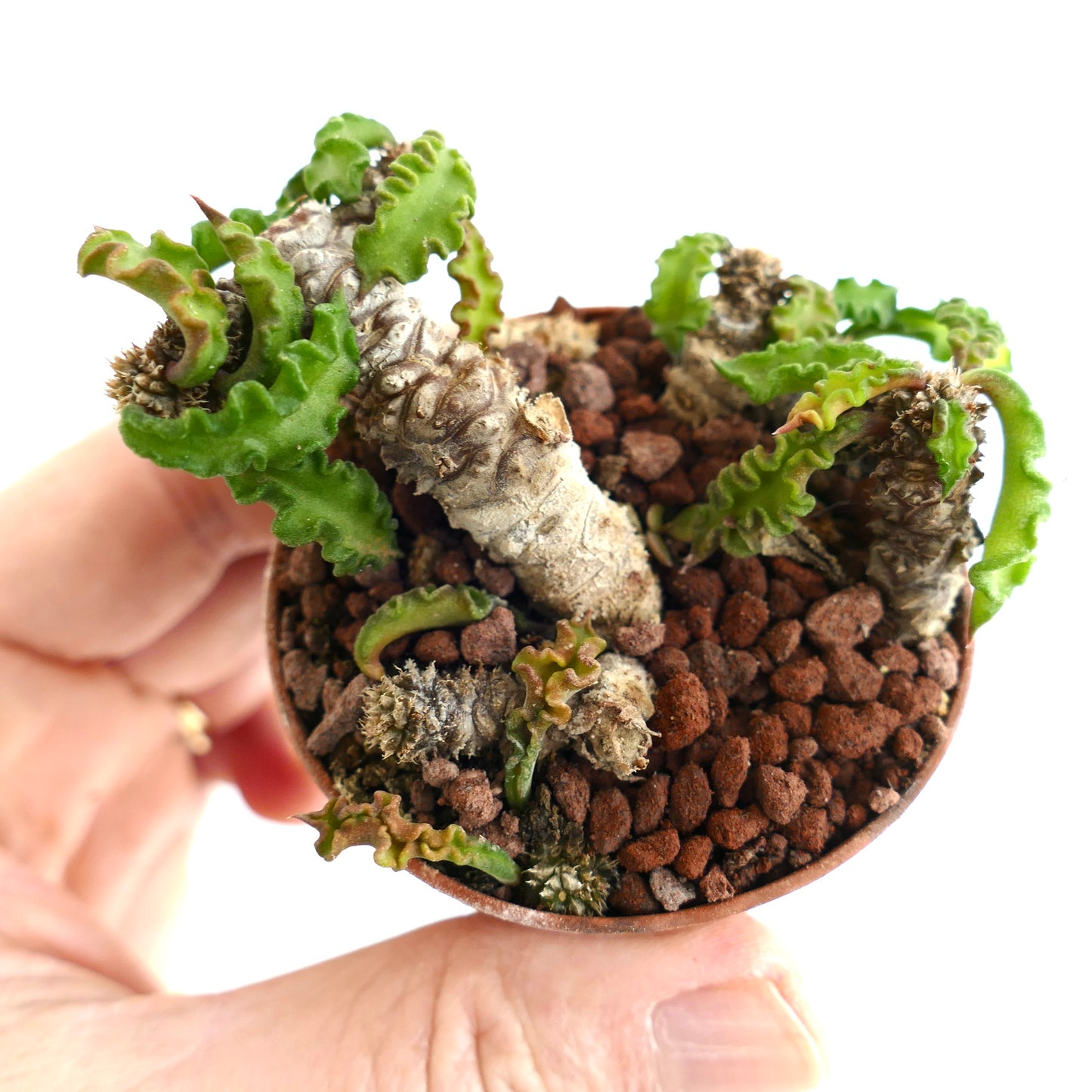 Euphorbia decaryi ST3