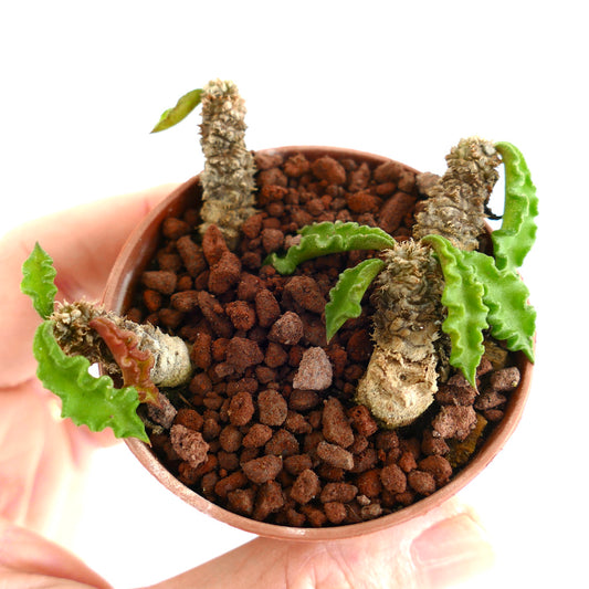 Euphorbia decaryi BIG99