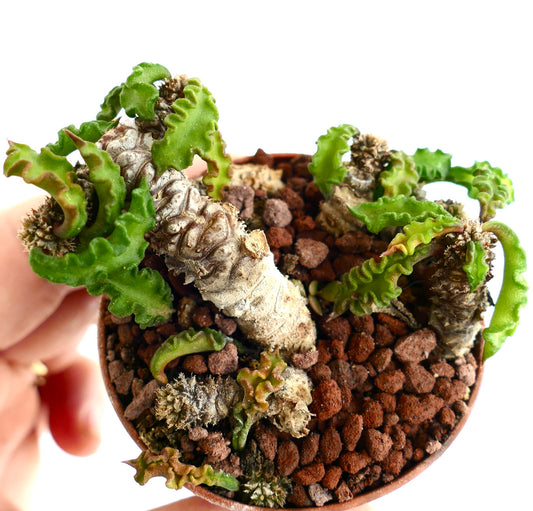 Euphorbia decaryi ST3