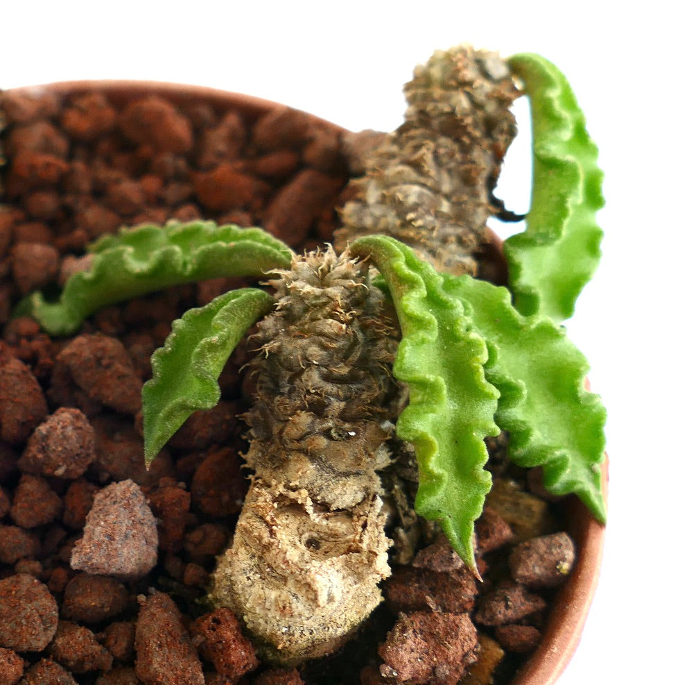 Euphorbia decaryi BIG99