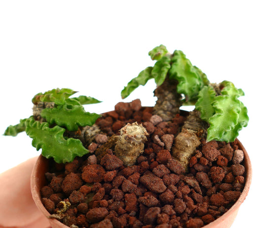 Euphorbia decaryi TT8