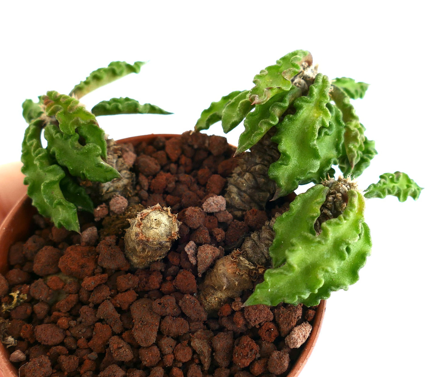 Euphorbia decaryi TT8