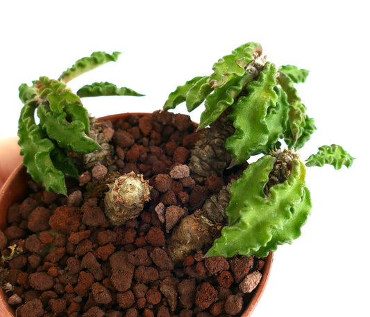 Euphorbia decaryi TT8