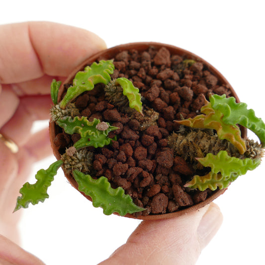 Euphorbia decaryi YS79