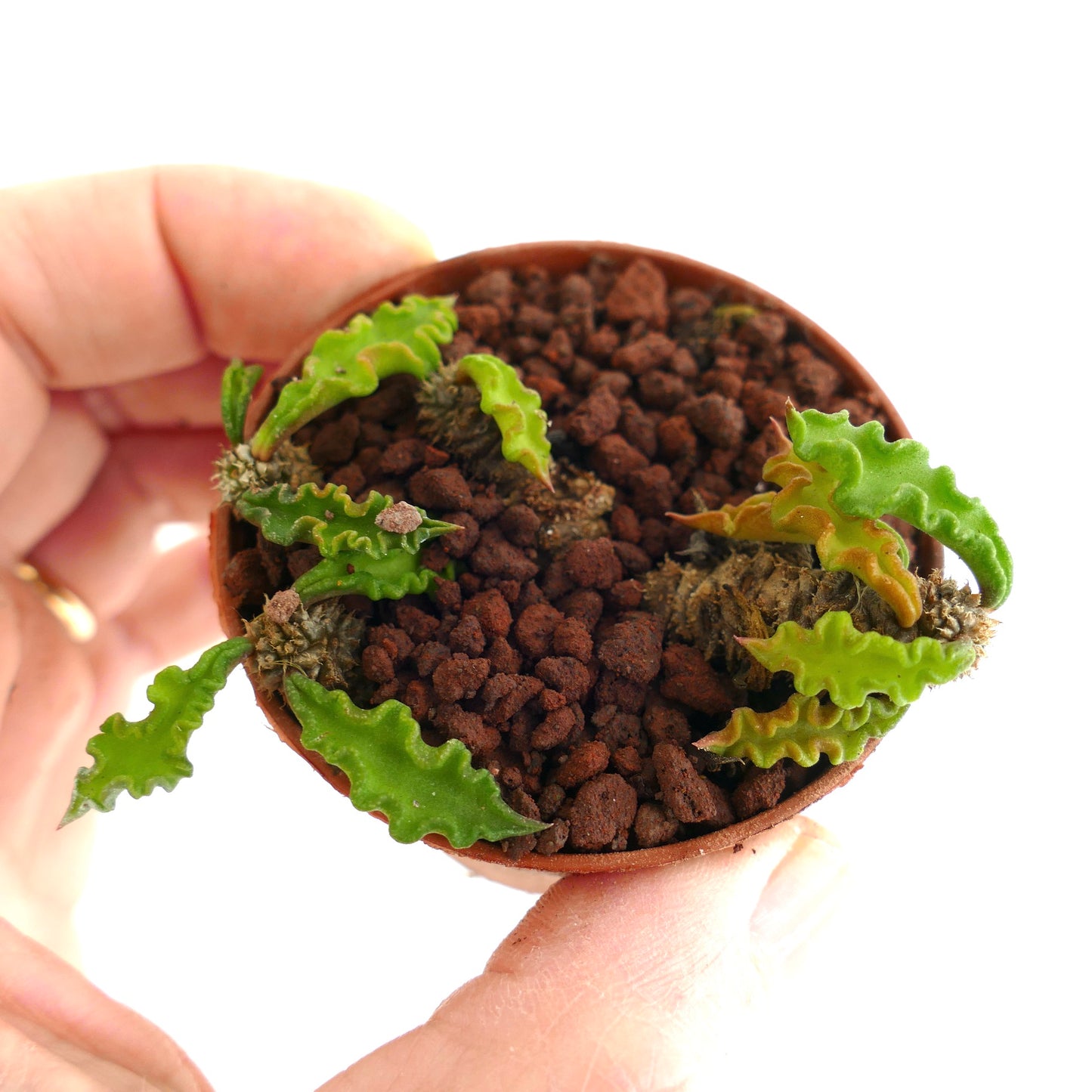 Euphorbia decaryi YS79