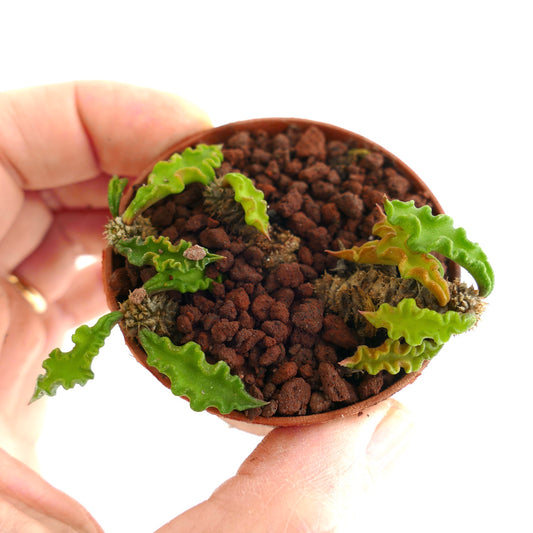 Euphorbia decaryi YS79