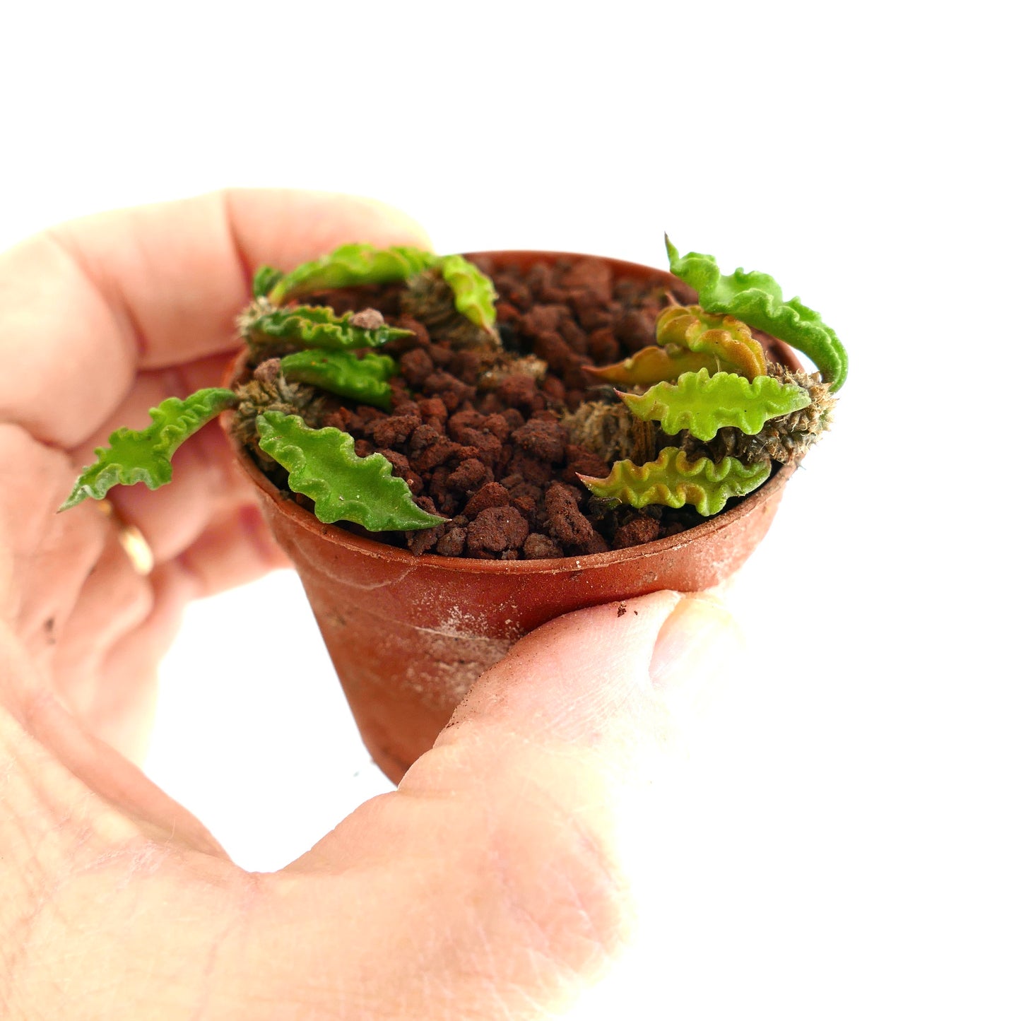 Euphorbia decaryi YS79