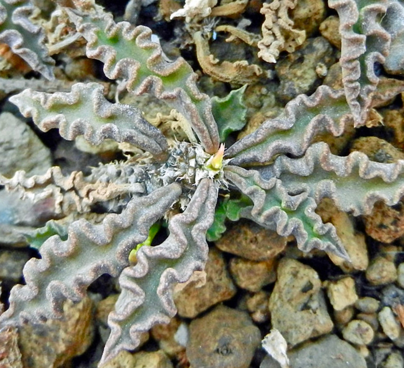 Euphorbia decaryi var. spirosticha 5-10 cm