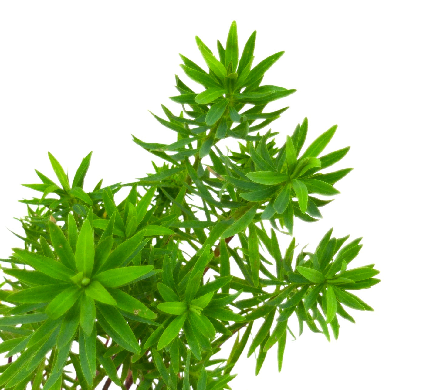 Euphorbia dendroides lys grønn sukkulent med klynger av spisse blader og treaktige stilker