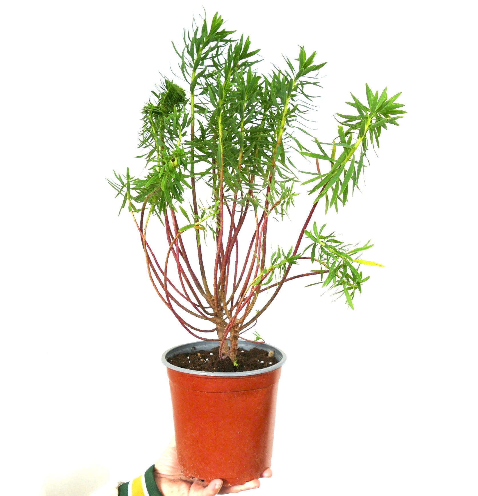 Euphorbia dendroides sukkulent busk med slanke røde stilker og smale grønne blader i potte