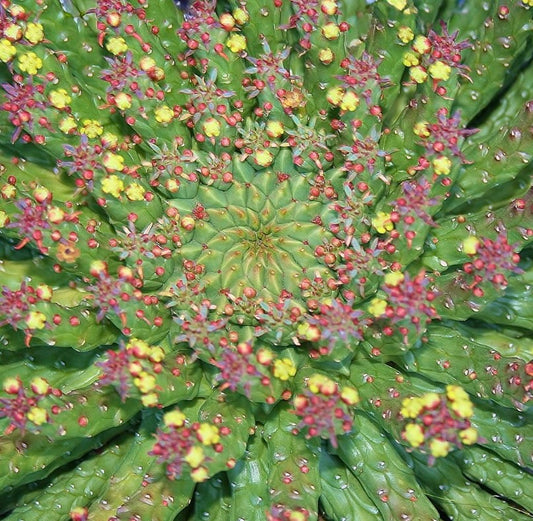 Euphorbia flanaganii