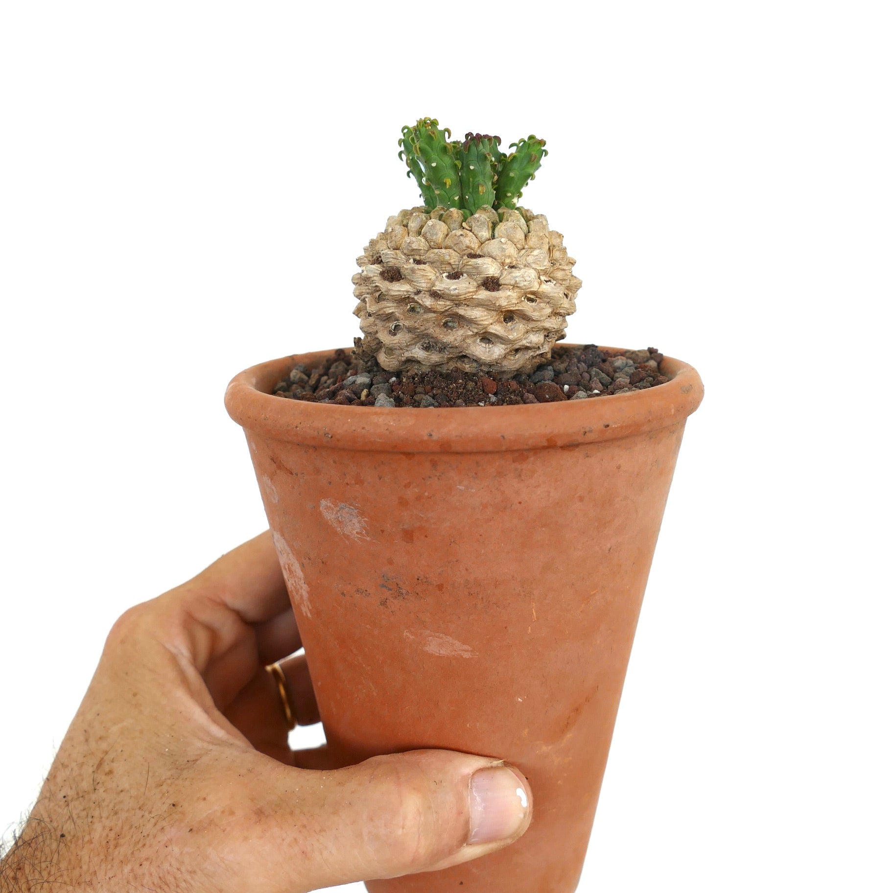 Vecchio esemplare di Euphorbia flanaganii in un vaso di terracotta, che mostra il suo caudice legnoso arrotondato con germogli verdi sulla sommità.