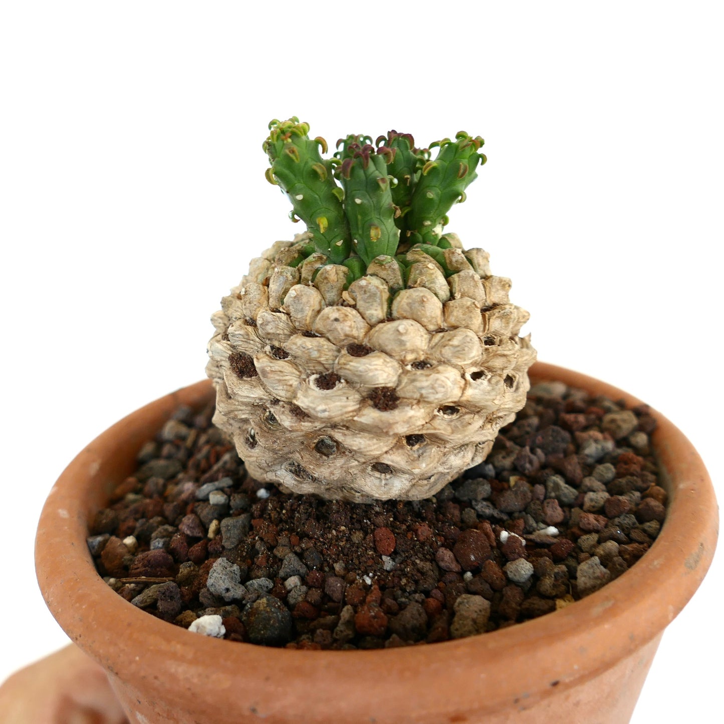 Primo piano di Euphorbia flanaganii, che mette in risalto il caudice dalla texture squamosa e i rami verdi emergenti.