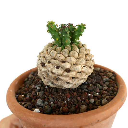 Close-up of Euphorbia flanaganii, highlighting the textured, scale-like caudex and emerging green branches.