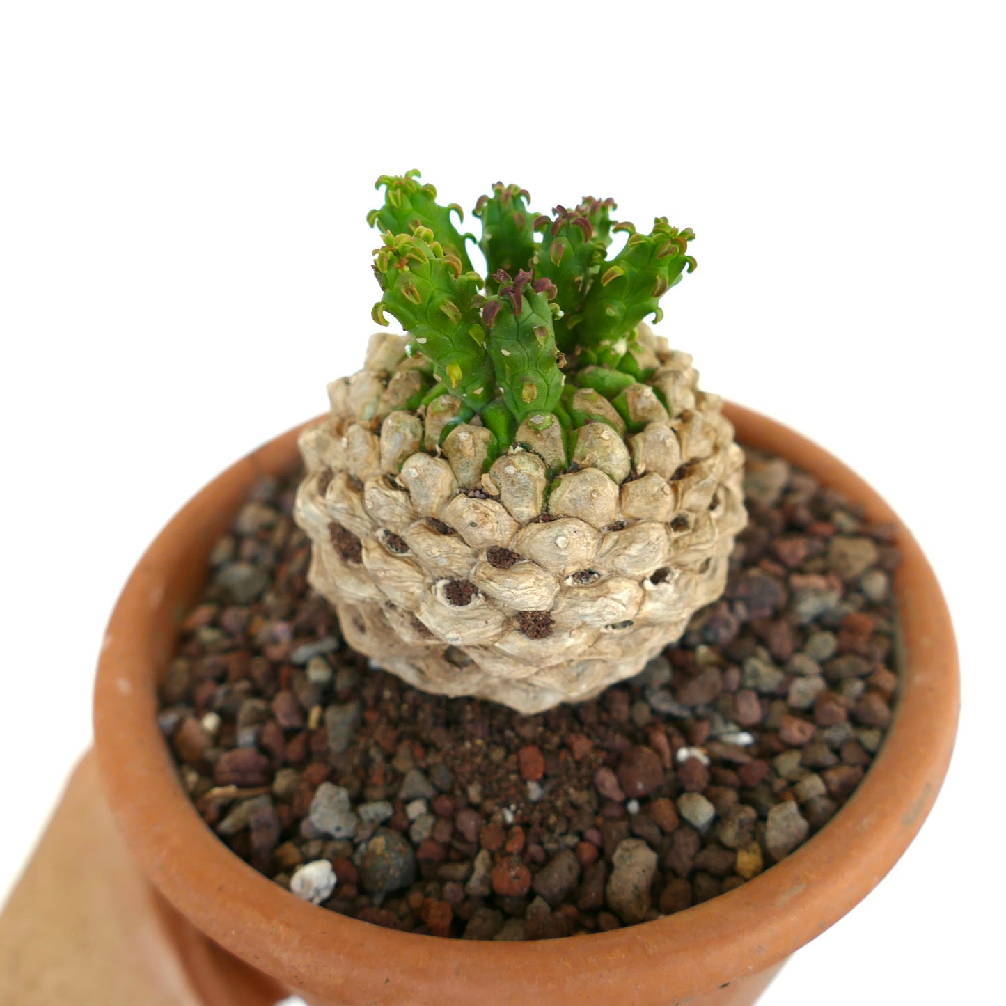 Euphorbia flanaganii vista dall'alto, con una base caudice spessa e steli verdi raggruppati che spuntano verso l'alto.