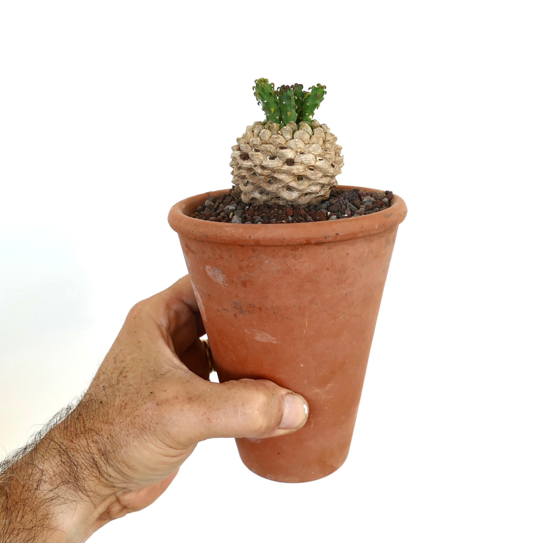 Intero esemplare di Euphorbia flanaganii in vaso, che mostra il suo caudice legnoso invecchiato e la corona compatta di nuova crescita.