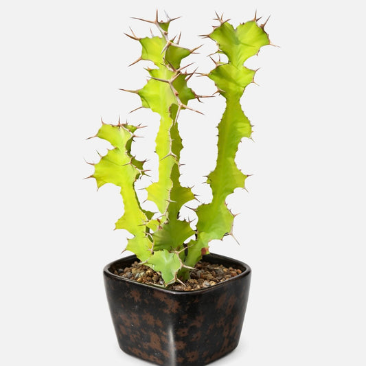 Euphorbia grandidens SEEDS