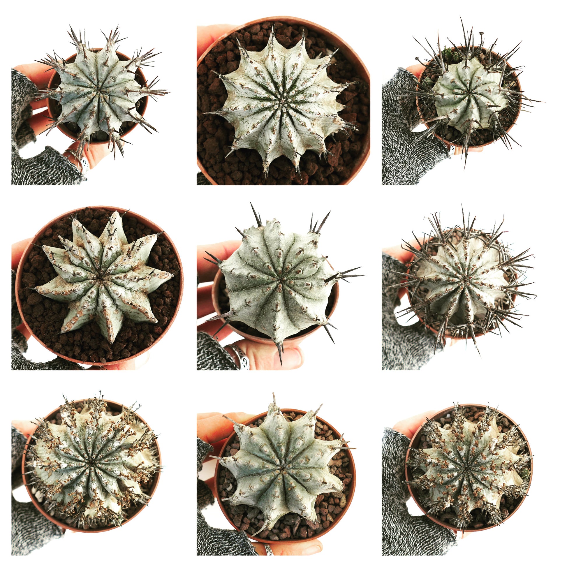 Euphorbia horrida succulent cactus with star-shaped ribbed body and sharp dark spines in pot