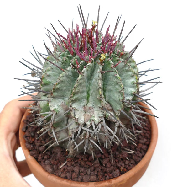 Euphorbiahorrida1_grande.webp?