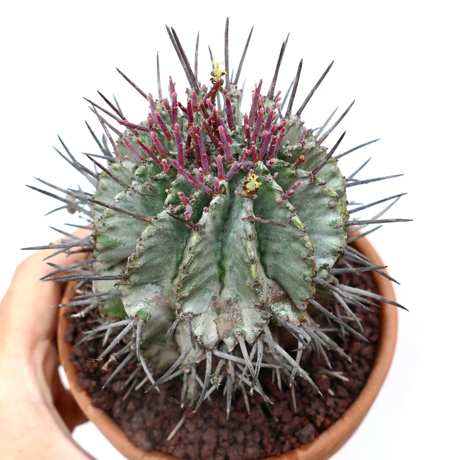 Euphorbia horrida FEMALE