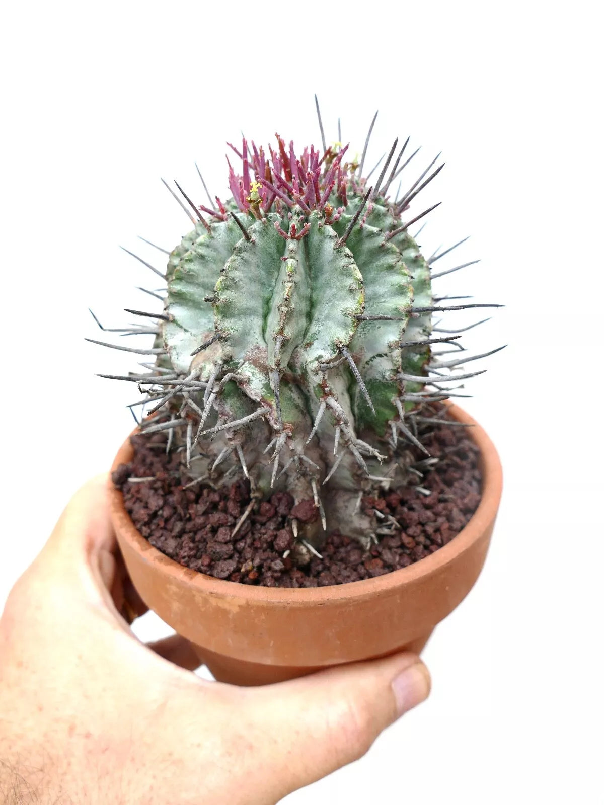 Euphorbia horrida