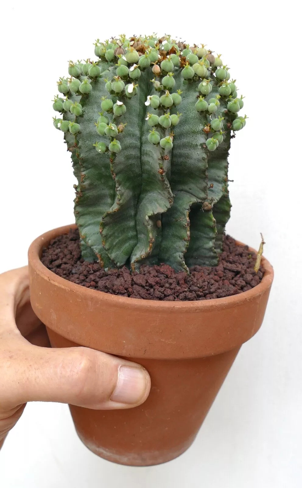 Euphorbia horrida FEMALE