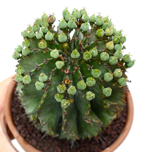 Euphorbia horrida FEMALE