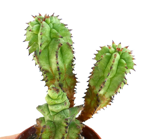 Close-up of Euphorbia horrida Kikko Monstruosus in a small pot, showing its thick green stems with irregular ridges and sharp brown-tipped spines along the edges.
