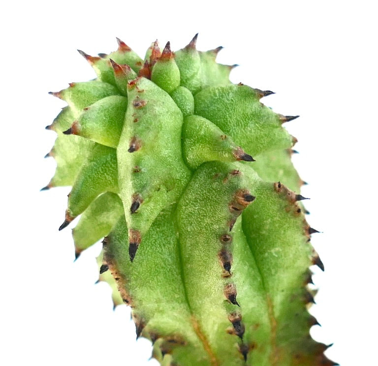 Detaljert bilde av toppdelen av Euphorbia horrida Kikko Monstruosus, som fremhever de bølgende, kroneaktige vekstene med klynger av spisse brune torner.